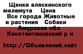 Щенки аляскинского маламута  › Цена ­ 15 000 - Все города Животные и растения » Собаки   . Амурская обл.,Константиновский р-н